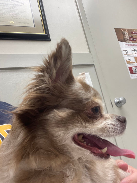 The Critical Importance of Dog Hydration During a Heat Wave