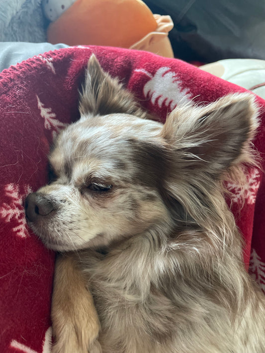 Elsie's Vital K9 Life: Transforming Canine Health, One Treat at a Time