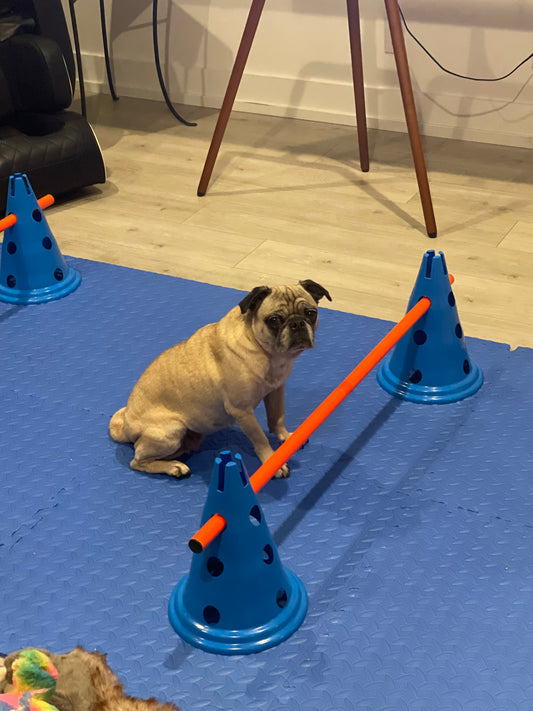 Nutrition and Your Dog's Longevity - Extending Your Furry Friend's Life Through Diet