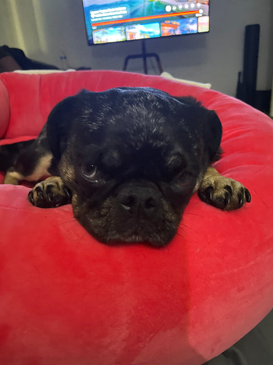 The Powerful Benefits of Glutamine in Your Dog's Diet